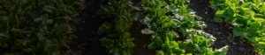Potassium Mobilizing Biofertilizers (KMB) Potassium Mobilizing Biofertilizers (KMB)