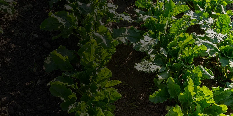 Potassium Mobilizing Biofertilizers (KMB)