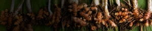 Potassium Schoenite Potassium Schoenite