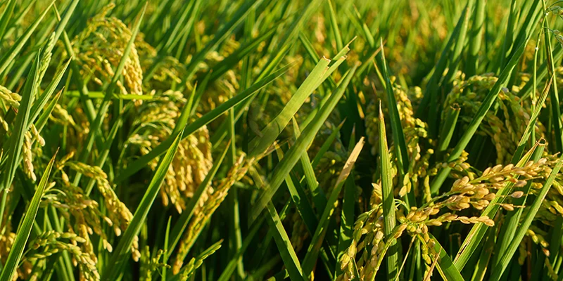 Propanil 80_ DF Propanil 80% DF