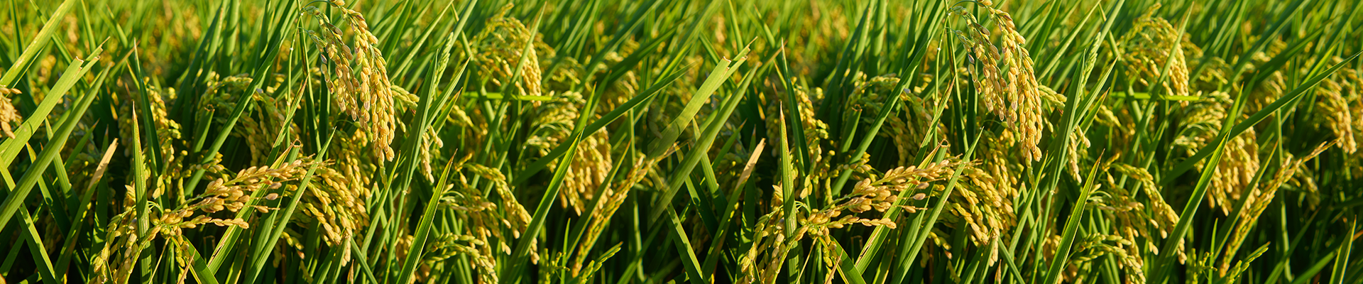 Propanil 80_ DF Propanil 80% DF
