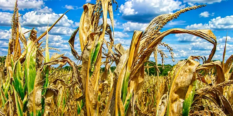 Protect Your Crops from Ozone Depletion