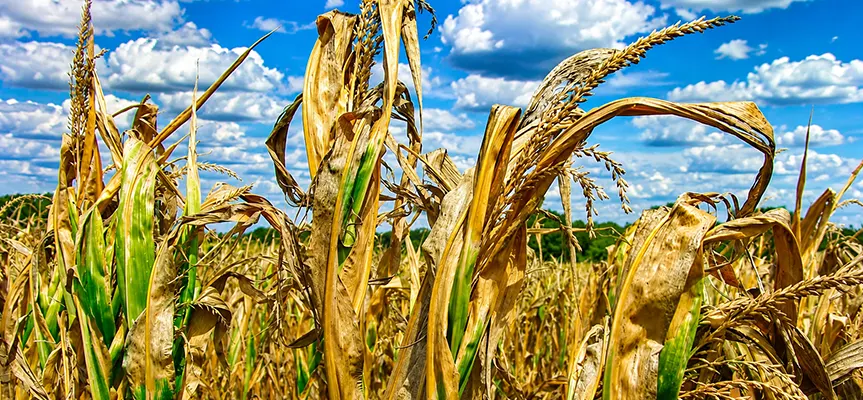 Protect Your Crops from Ozone Depletion