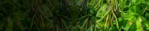 Rhizobium Rhizobium