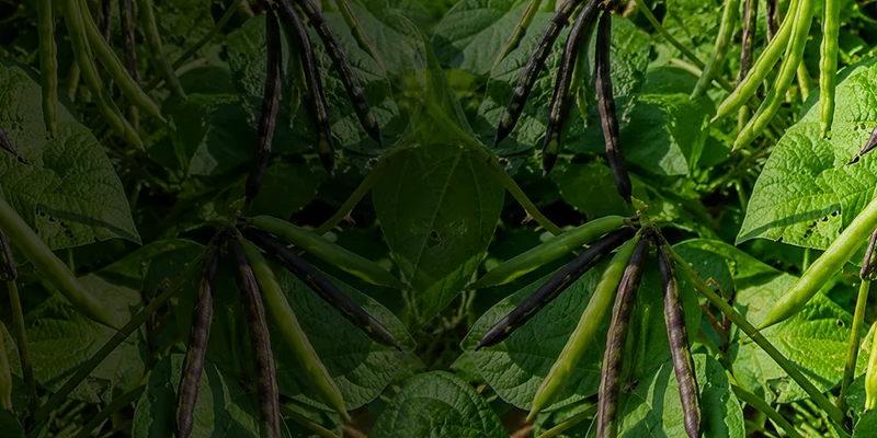 Rhizobium Rhizobium