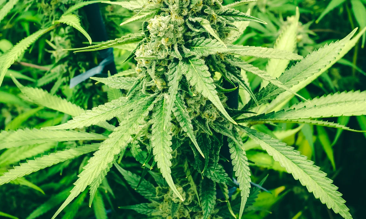 Rich Your Cannabis Production With Suitable Fertilizers