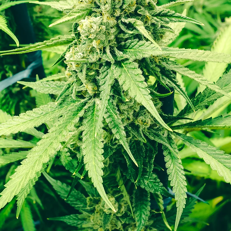 Rich Your Cannabis Production With Suitable Fertilizers