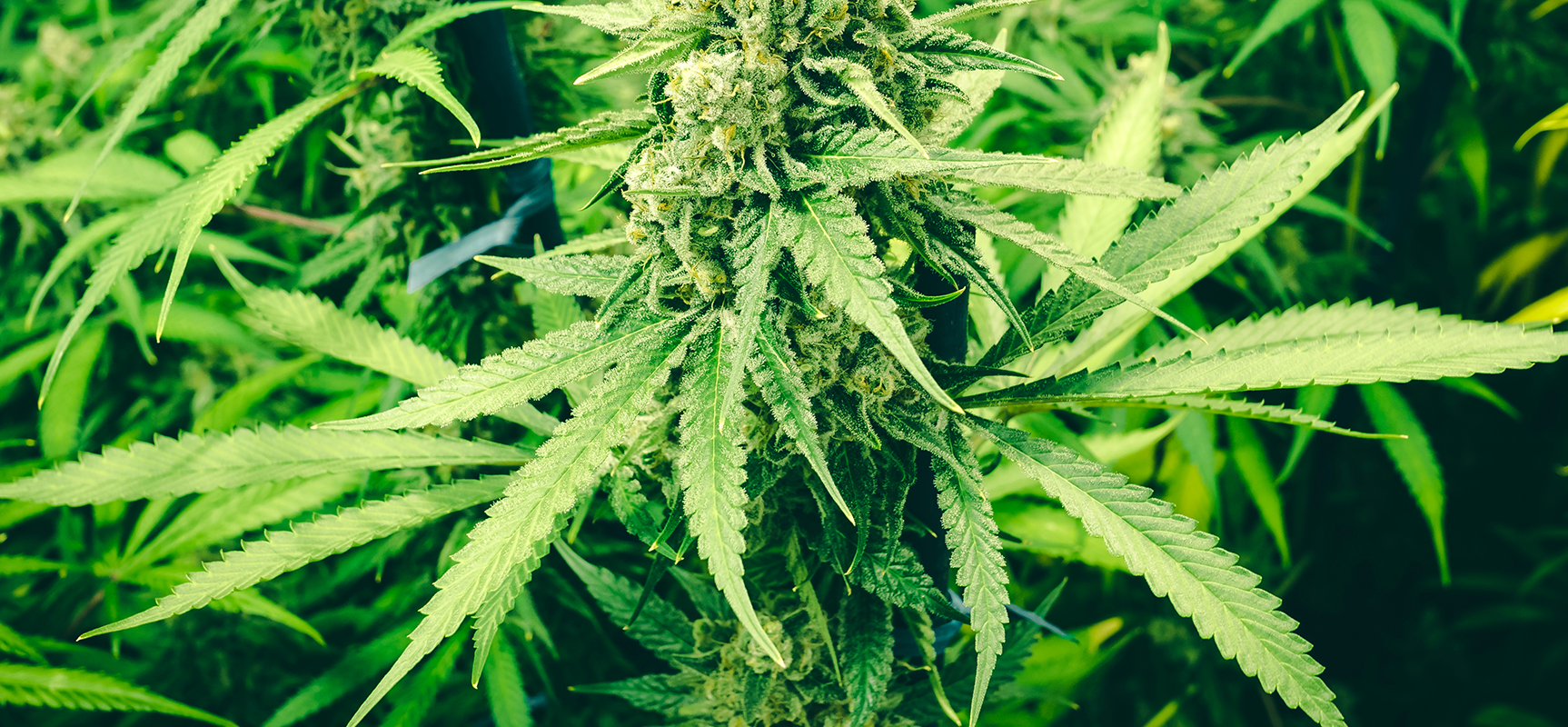 Rich Your Cannabis Production With Suitable Fertilizers