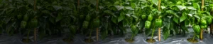 SEAWEED EXTRACT (ASCOPHYLLUM NODOSUM)