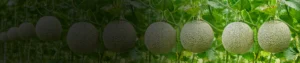 SEAWEED LIQUID 20_ SEAWEED LIQUID 20%