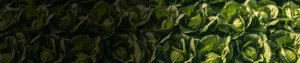Spinosad 2.5_ SC Spinosad 2.5% SC