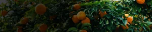 Spirotetramat 15.31% OD