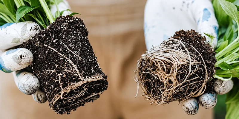 Stronger roots, higher yields: How Mycorrhiza transforms crop growth