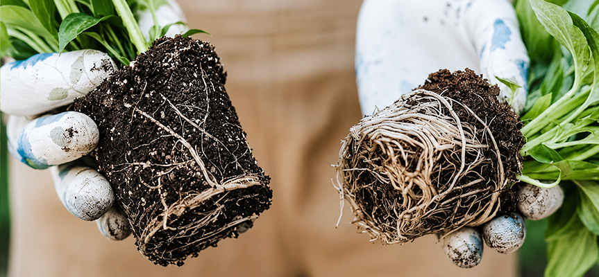 Stronger roots, higher yields: How Mycorrhiza transforms crop growth