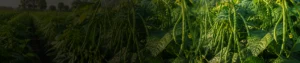 Sulphur 40_ SC Sulphur 40% SC