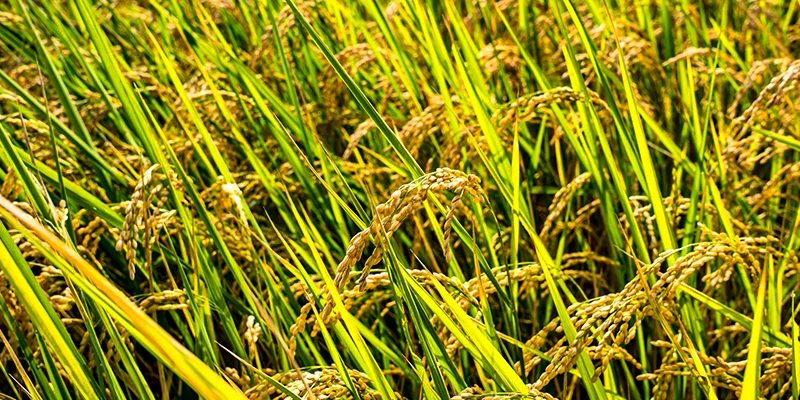 The Power of Azoxystrobin 11% + Tebuconazole 18.3% SC: What Makes This Combination a Strong Fungicide