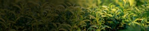 Thiacloprid 21.7% SC
