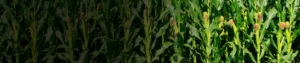 Thiamethoxam 12.6_ + Lambda Cyhalothrin 9.5_ ZC Thiamethoxam 12.6% + Lambda Cyhalothrin 9.5% ZC