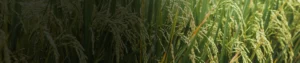 Thiocyclam Hydrogen Oxalate 50% SP