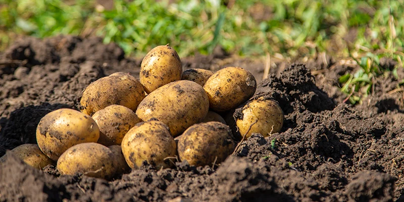 Triacontanol: Elevating Crop Performance for Modern, Sustainable Farming
