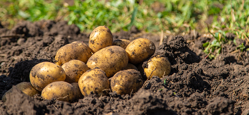 Triacontanol: Elevating Crop Performance for Modern, Sustainable Farming