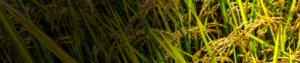 Triazophos 20_ EC