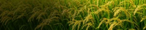 Trichoderma Viride 1.5_ WP Trichoderma Viride 1.5% WP