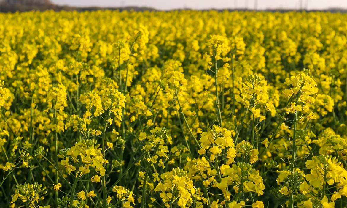 Trichoderma harzianum: A Fungicide That Also Helps Plants Grow!