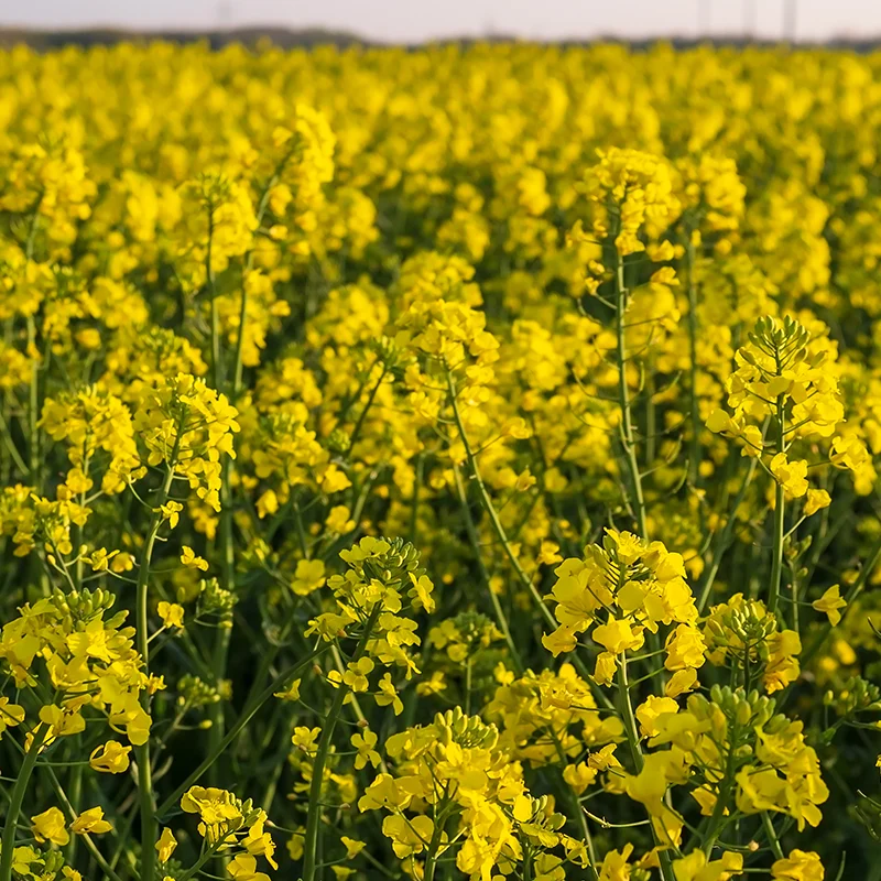 Trichoderma harzianum: A Fungicide That Also Helps Plants Grow!