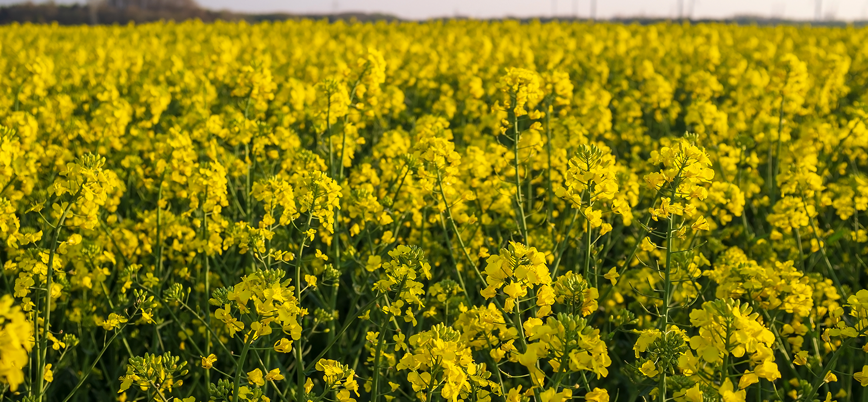 Trichoderma harzianum: A Fungicide That Also Helps Plants Grow!