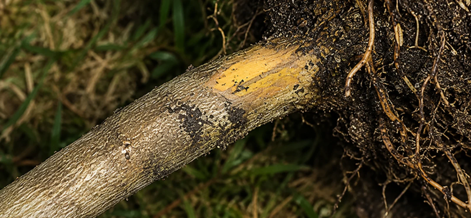 Trichoderma harzianum : A Natural protector of plants