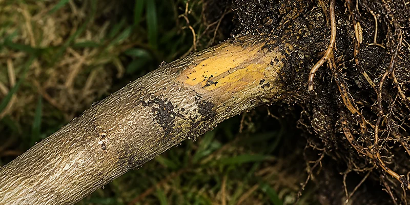 Trichoderma harzianum : A Natural protector of plants