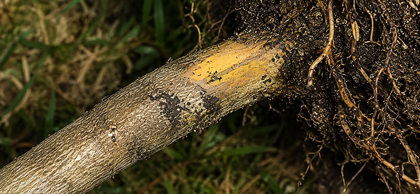 Trichoderma harzianum : A Natural protector of plants