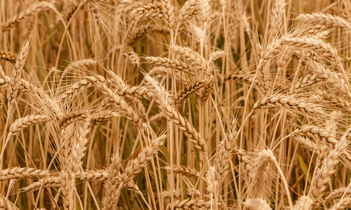 Trichoderma harzianum: Unleashing Nature's Fungal Ally for Sustainable Agriculture
