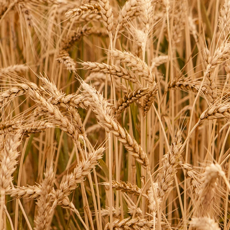 Trichoderma harzianum: Unleashing Nature’s Fungal Ally for Sustainable Agriculture