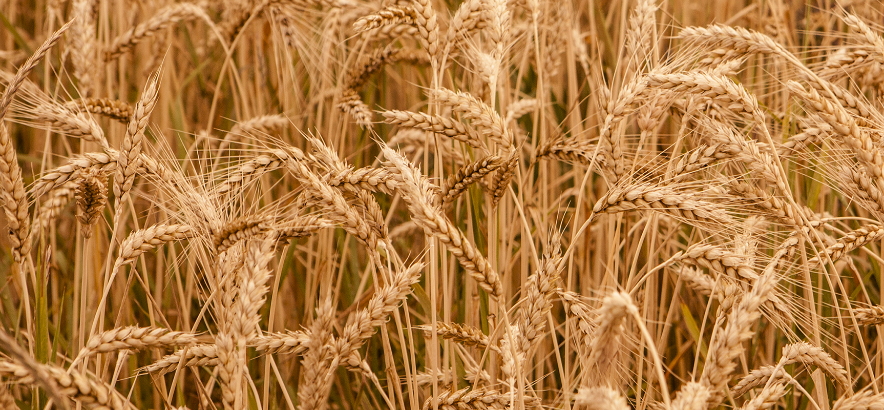 Trichoderma harzianum: Unleashing Nature's Fungal Ally for Sustainable Agriculture