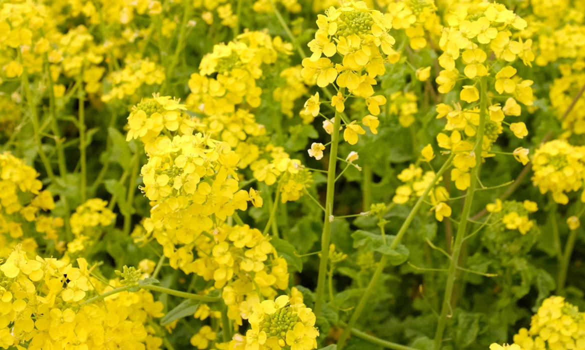 Trichoderma viride: A Beneficial Fungus Transforming Agriculture