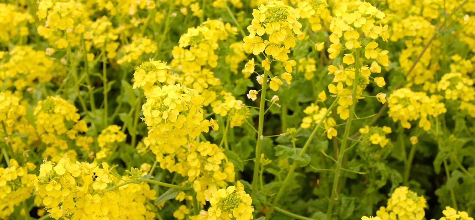 Trichoderma viride: A Beneficial Fungus Transforming Agriculture