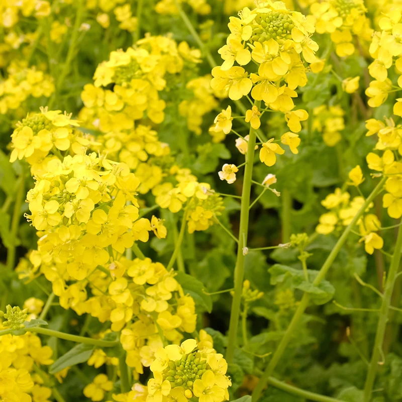 Trichoderma viride: A Beneficial Fungus Transforming Agriculture