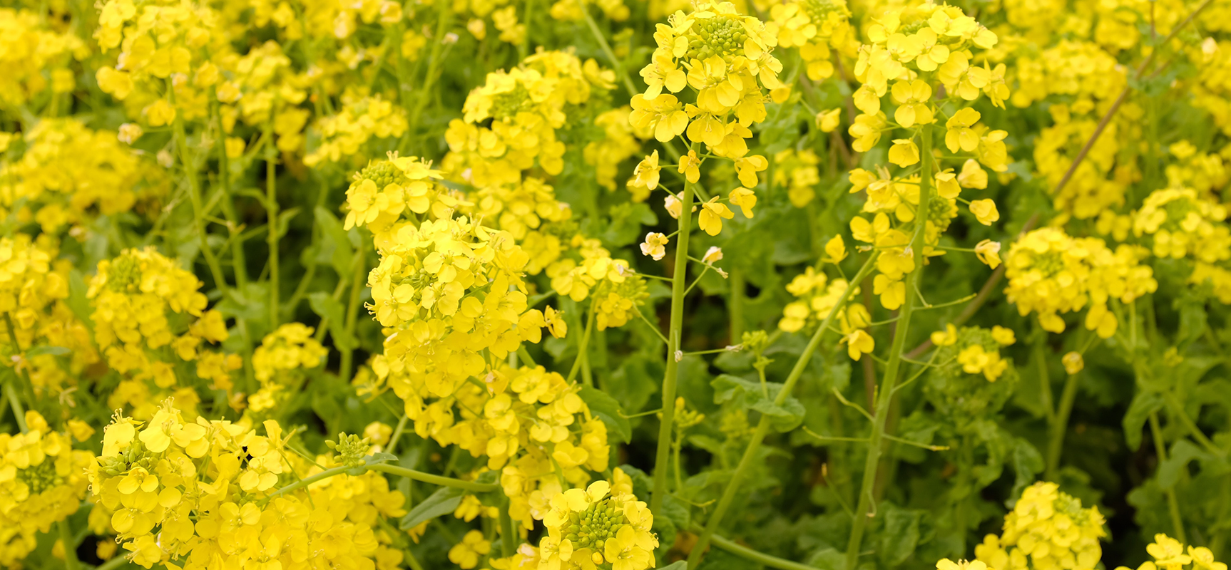 Trichoderma viride: A Beneficial Fungus Transforming Agriculture