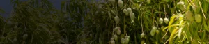Triflumezopyrim 10_ SC Triflumezopyrim 10% SC