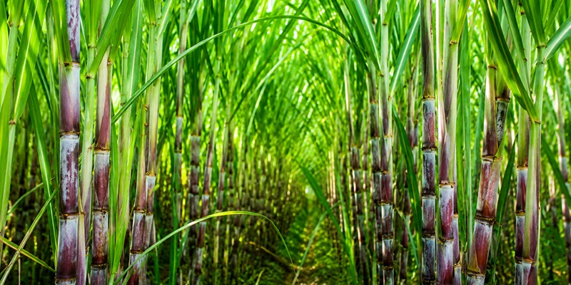 Types of Biofertilizers: What They Are and Why They Matter