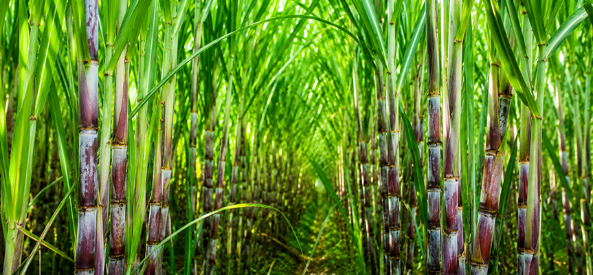 Types of Biofertilizers: What They Are and Why They Matter