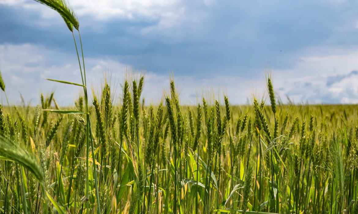 Use of Potassium-Solubilizing Bacteria in Agriculture
