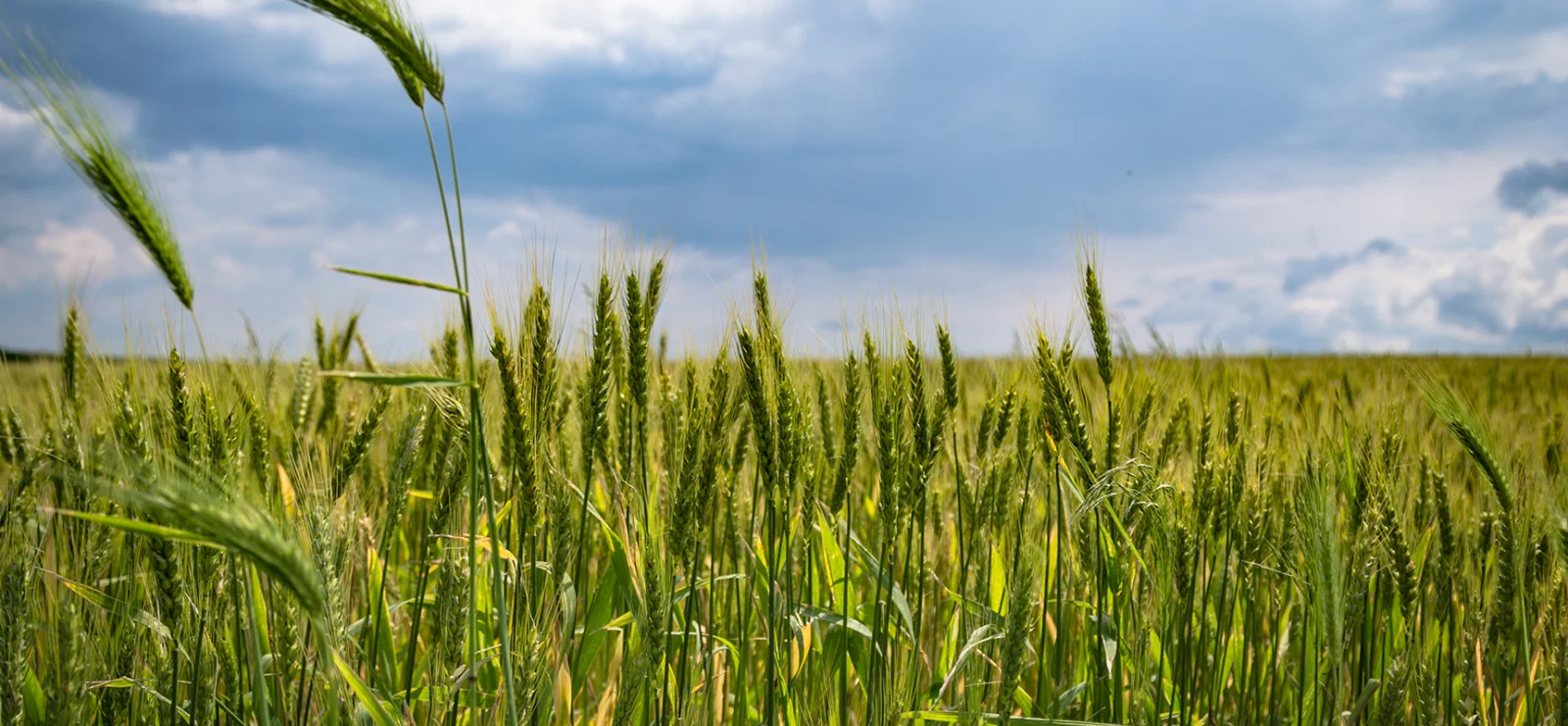 Use of Potassium-Solubilizing Bacteria in Agriculture