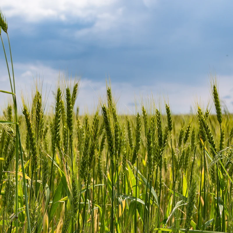 Use of Potassium-Solubilizing Bacteria in Agriculture