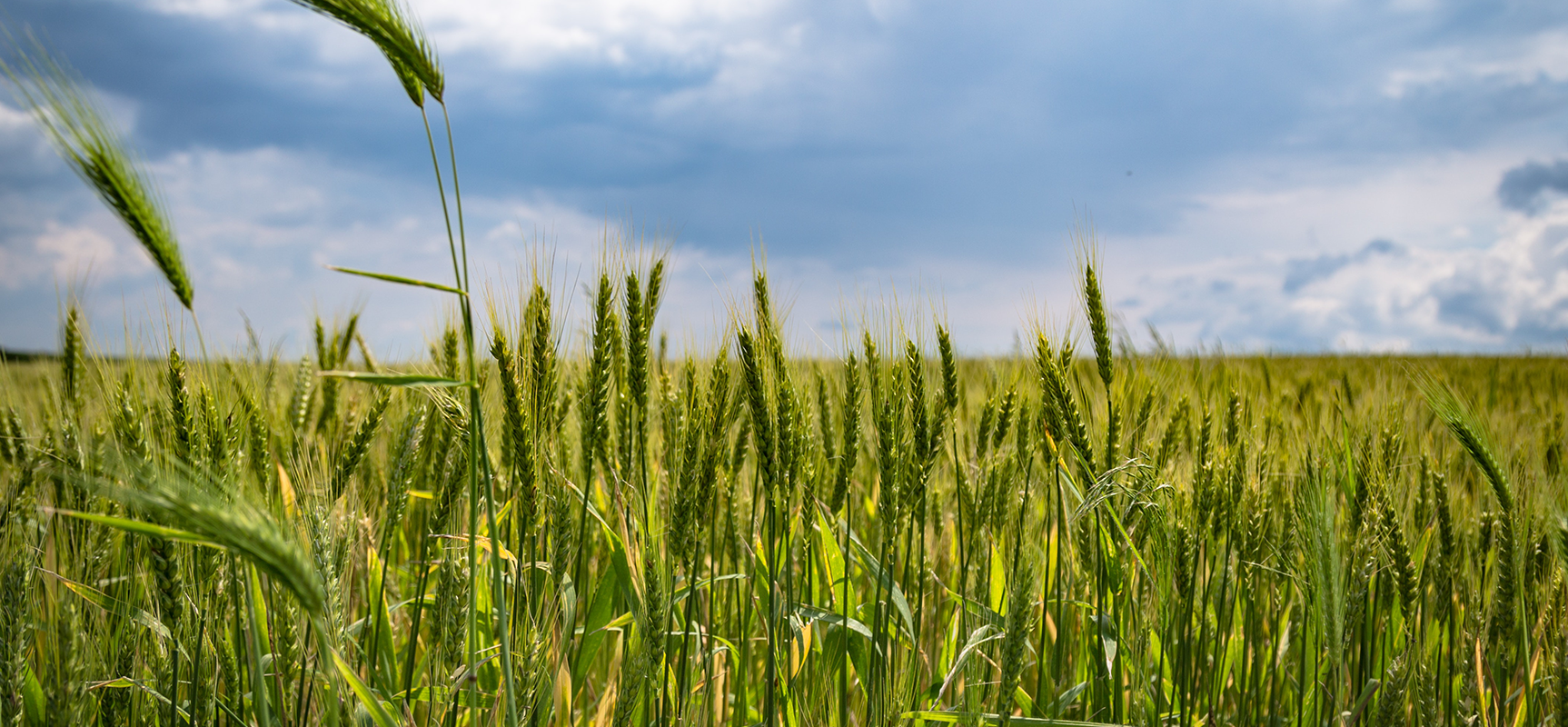 Use of Potassium-Solubilizing Bacteria in Agriculture