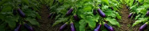 Verticillium chlamydosporium Verticillium chlamydosporium