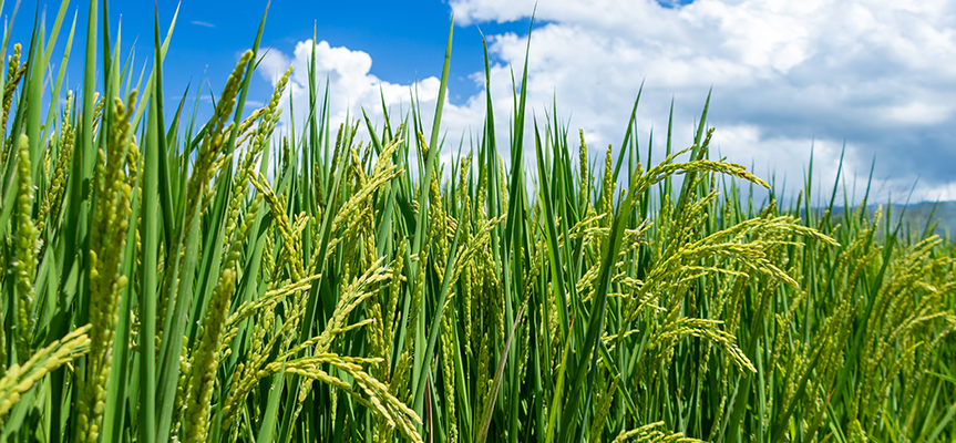 Why Growers Trust Imidacloprid 70% WG The Silent Defender of Crops