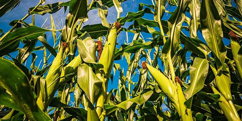 Zinc: A Key Nutrient for Plant Health